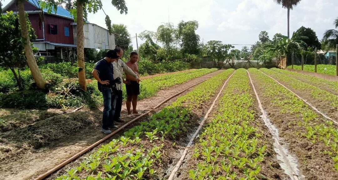 Produce Diversification